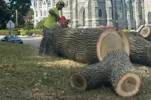 Tree Removal