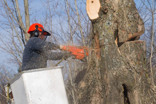 Common Risks Of Delaying Tree Removal On Your Property Montville, CT