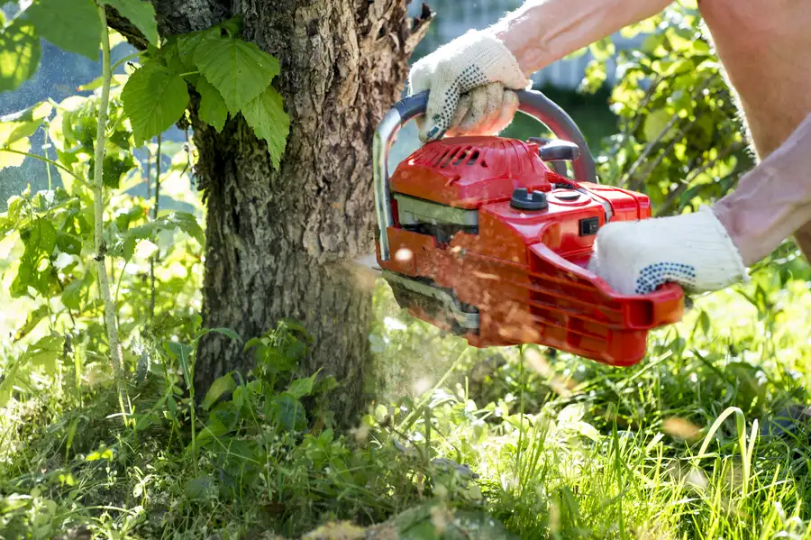Common Risks Of Delaying Tree Removal On Your Property in Montville, CT