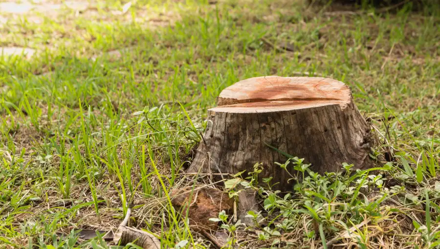 Excellent Tree Stump Removal Montville, CT