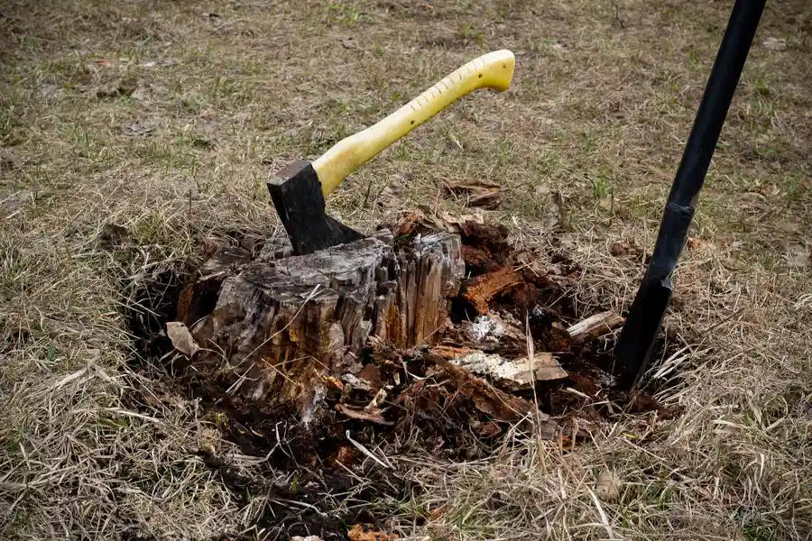 How To Choose The Right Tree Stump Removal Service Montville, CT