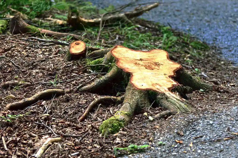 How To Choose The Right Tree Stump Removal Service in Montville, CT