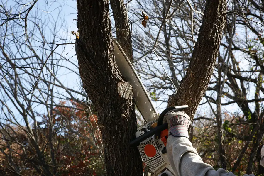 How Tree Removal Can Prevent Damage To Your Home Montville, CT