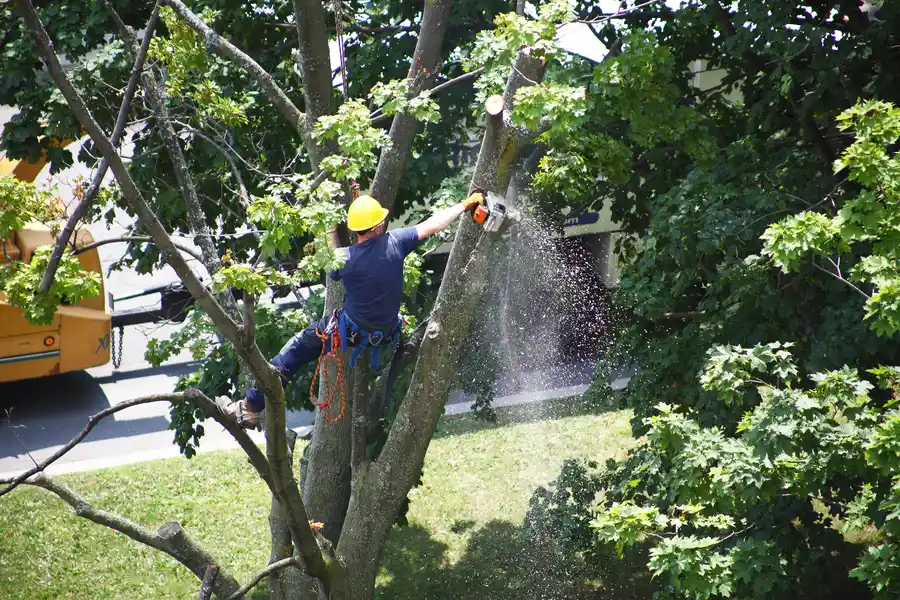 How Tree Removal Can Prevent Damage To Your Home in Montville, CT