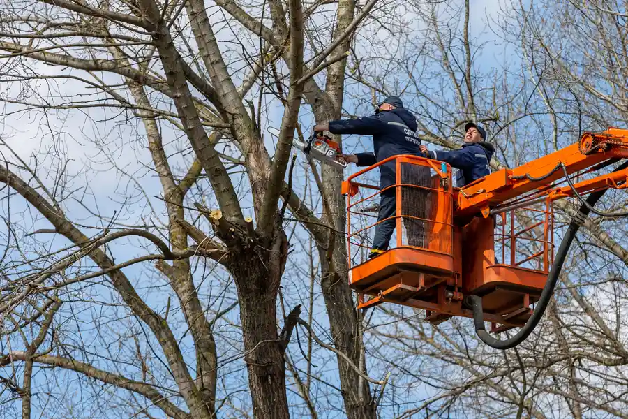 Quality Tree Removal Montville, CT Quality Tree Removal Montville, CT