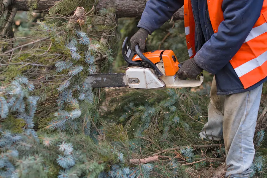 Reliable Tree Removal Montville, CT Reliable Tree Removal Montville, CT