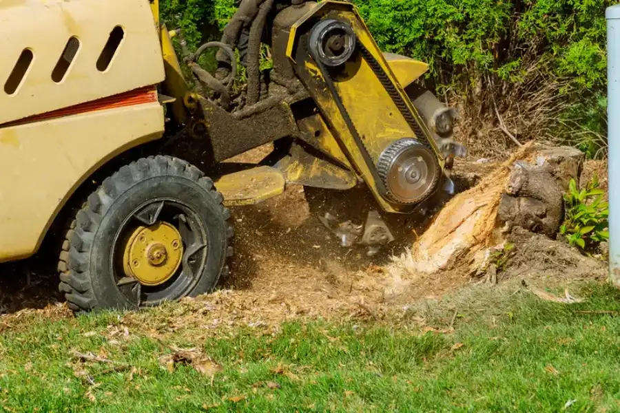 The Environmental Impact Of Stump Grinding And Removal Montville, CT The Environmental Impact Of Stump Grinding And Removal Montville, CT