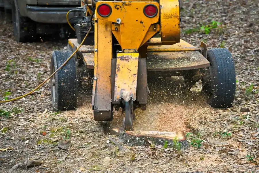 The Environmental Impact Of Stump Grinding And Removal in Montville, CT The Environmental Impact Of Stump Grinding And Removal in Montville, CT