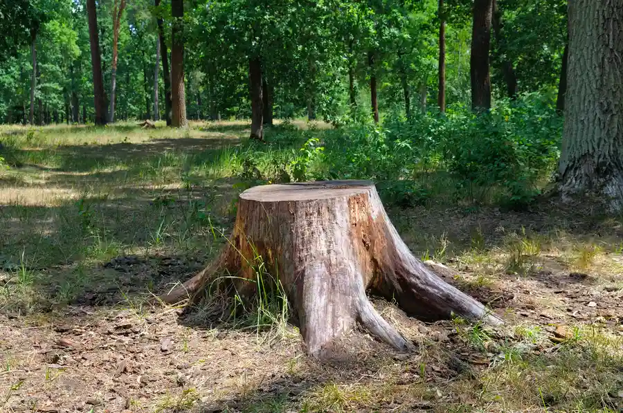 The Environmental Impact Of Tree Stump Removal Methods Montville, CT