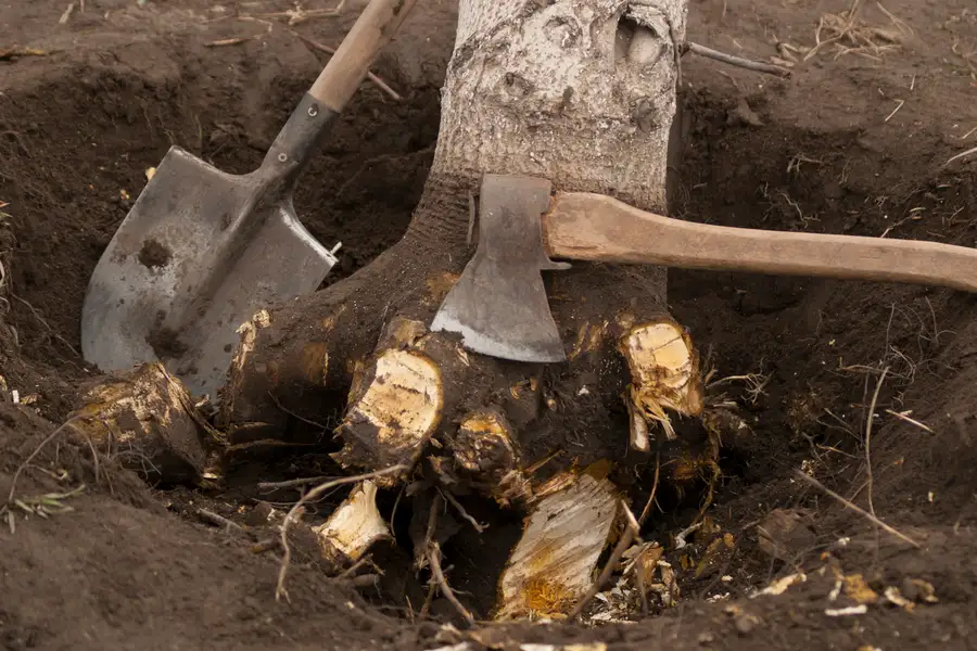 The Environmental Impact Of Tree Stump Removal Methods in Montville, CT