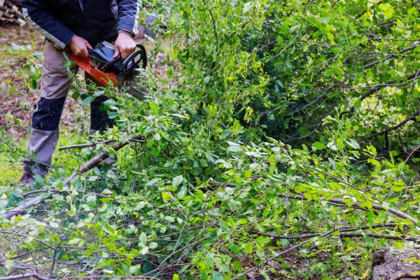 When To Schedule Brush Removal For Overgrown Properties Montville, CT