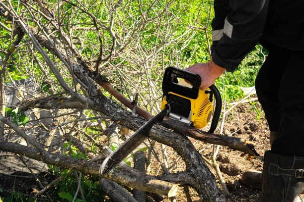 When To Schedule Brush Removal For Overgrown Properties in Montville, CT